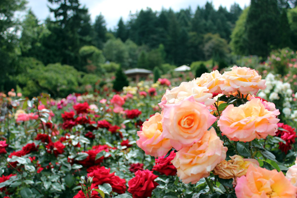 take-care-of-your-garden-better