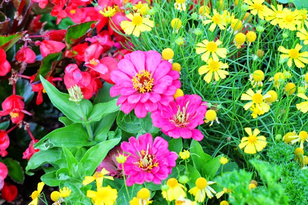 take-care-of-your-garden-better