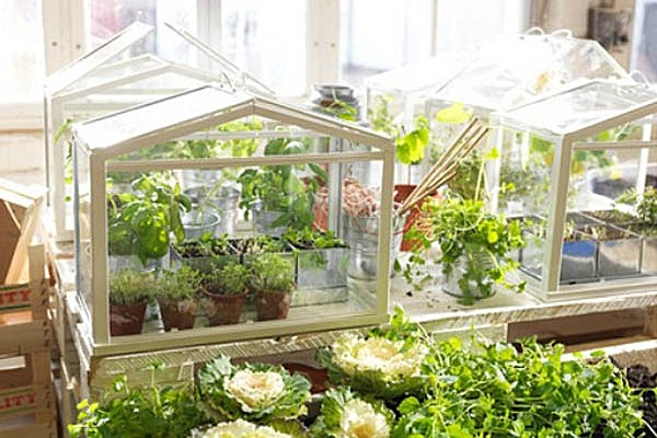 IKEA mini greenhouse