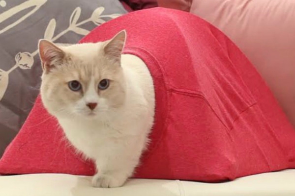 diy-cat-tent