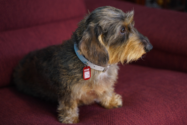 dovico-firenze-presents-chic-accessories-for-dogs