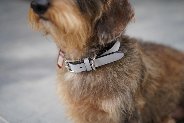 dovico-firenze-presents-chic-accessories-for-dogs