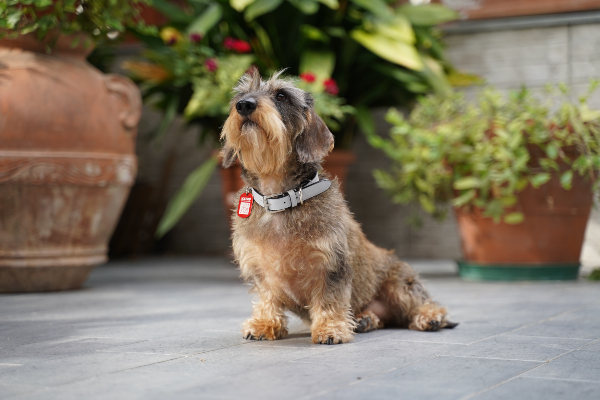 dovico-firenze-presents-chic-accessories-for-dogs